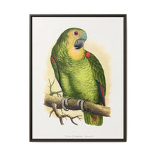 Blue-Fronted Amazon (Amazona aestiva) colored wood-engraved plate by Alexander Francis Lydon - NOMADEN ART GALLERY