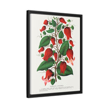 Prunus Triloba flower lithograph. Digitally enhanced from our own original 1900 edition plates of Botanical Specimen published by Rochester Lithographing