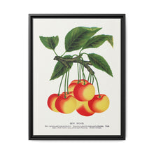 Gov Wood cherry lithograph. Digitally enhanced from our own original 1900 edition plates of Botanical Specimen published by Rochester Lithographing - NOMADEN ART GALLERY