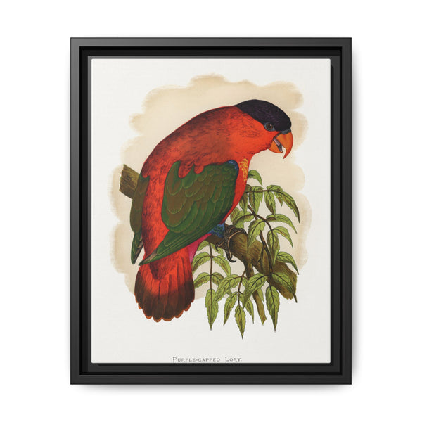 Purple-capped Lory (Lorius domicella) colored wood-engraved plate by Alexander Francis Lydon - NOMADEN ART GALLERY