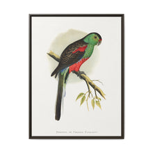 Beautiful or Paradise Parrakeet (Psephotus pulcherrimus) colored wood-engraved plate by Alexander Francis Lydon - NOMADEN ART GALLERY