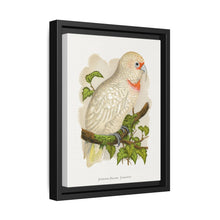 Slender-Billed Cockatoo (Cacatua tenuirostris) colored wood-engraved plate by Alexander Francis Lydon. - NOMADEN ART GALLERY