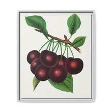 Black Tartarian cherry lithograph. Digitally enhanced from our own original 1900 edition plates of Botanical Specimen published by Rochester Lithographing - NOMADEN ART GALLERY