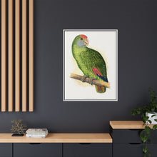 Dufresne's Amazon (Amazona dufresniana) colored wood-engraved plate by Alexander Francis Lydon