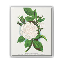 Rose, Perpetual White Moss lithograph. Digitally enhanced from our own original 1900 edition plates of Botanical Specimen published by Rochester Lithographing - NOMADEN ART GALLERY