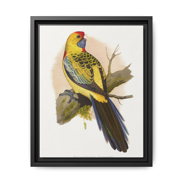 Yellow-Rumped Parrakeet (Platycercus elegans flaveolus) colored wood-engraved plate by Alexander Francis Lydon. - NOMADEN ART GALLERY