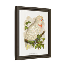 Placa xilográfica coloreada de cacatúa de pico fino (Cacatua tenuirostris) de Alexander Francis Lydon.