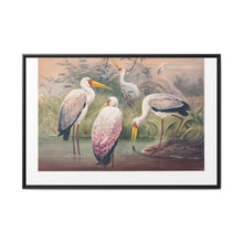The African Wood Ibis from Zoological sketches (1861-1867) by Joseph Wolf and Philip Lutley Sclater - NOMADEN ART GALLERY