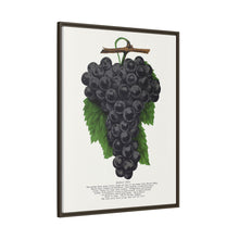 Early Ohio grape lithograph. Digitally enhanced from our own original 1900 edition plates of Botanical Specimen published by Rochester Lithographing