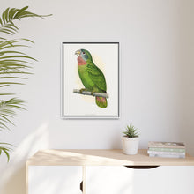 Jamaica Parrot (Amazona collaria) colored wood-engraved plate by Alexander Francis Lydon