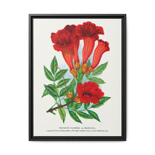 Trumpet flower lithograph. Digitally enhanced from our own original 1900 edition plates of Botanical Specimen published by Rochester Lithographing - NOMADEN ART GALLERY