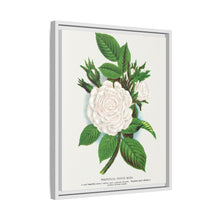Rose, Perpetual White Moss lithograph. Digitally enhanced from our own original 1900 edition plates of Botanical Specimen published by Rochester Lithographing