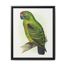 Jardine's Parrot (Poicephalus gulielmi gulielmi) colored wood-engraved plate by Alexander Francis Lydon. - NOMADEN ART GALLERY