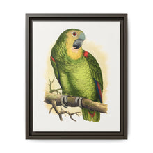 Blue-Fronted Amazon (Amazona aestiva) colored wood-engraved plate by Alexander Francis Lydon - NOMADEN ART GALLERY