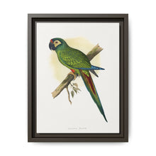 llliger's Macaw (Primolius maracana) colored wood-engraved plate by Alexander Francis Lydon - NOMADEN ART GALLERY