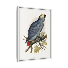Grey Parrot (Psittacus erithacus) colored wood-engraved plate by Alexander Francis Lydon.