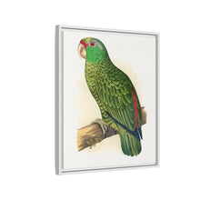 Placa xilográfica coloreada de periquito multicolor (Psephotellus varius) de Alexander Francis Lydon
