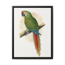 Military Macaw (Ara militaris) colored wood-engraved plate by Alexander Francis Lydon - NOMADEN ART GALLERY