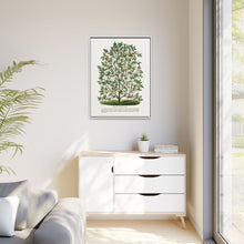 Hardy Magnolia tree lithograph. Digitally enhanced from our own original 1900 edition plates of Botanical Specimen published by Rochester Lithographing