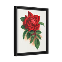 Red rose, Alfred Colomb lithograph. Digitally enhanced from our own original 1900 edition plates of Botanical Specimen published by Rochester Lithographing - NOMADEN ART GALLERY