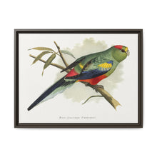 Many-Coloured Parrakeet (Psephotellus varius) colored wood-engraved plate by Alexander Francis Lydon - NOMADEN ART GALLERY