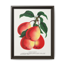 Vermont Beauty pear lithograph. Digitally enhanced from our own original 1900 edition plates of Botanical Specimen published by Rochester Lithographing - NOMADEN ART GALLERY