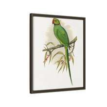 Ring-Necked or Bengal Parakeet (Psittacula columboides) colored wood-engraved plate by Alexander Francis Lydon