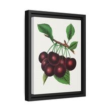 Black Tartarian cherry lithograph. Digitally enhanced from our own original 1900 edition plates of Botanical Specimen published by Rochester Lithographing - NOMADEN ART GALLERY