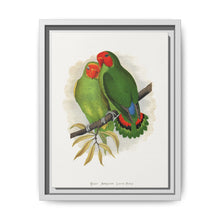 West African Love-Bird (Agapornis) colored wood-engraved plate by Alexander Francis Lydon. - NOMADEN ART GALLERY