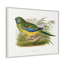 Turquoisine (Neophema pulchella) colored wood-engraved plate by Alexander Francis Lydon