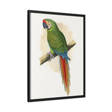 Soldatenara (Ara militaris) farbige Holzstichplatte von Alexander Francis Lydon