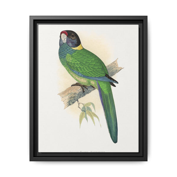 Yellow-Naped Parrakeet (Platycercus Baueri) colored wood-engraved plate by Alexander Francis Lydon. - NOMADEN ART GALLERY