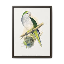 Quaker or Grey-breasted Parrakeet (Myiopsitta monachus) colored wood-engraved plate by Alexander Francis Lydon - NOMADEN ART GALLERY