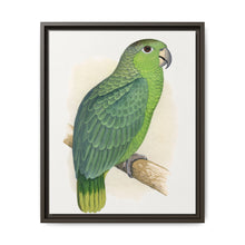 Mealy Amazon (Amazona farinosa) colored wood-engraved plate by Alexander Francis Lydon - NOMADEN ART GALLERY
