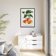 Gov Wood cherry lithograph. Digitally enhanced from our own original 1900 edition plates of Botanical Specimen published by Rochester Lithographing