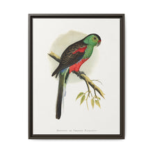 Beautiful or Paradise Parrakeet (Psephotus pulcherrimus) colored wood-engraved plate by Alexander Francis Lydon - NOMADEN ART GALLERY