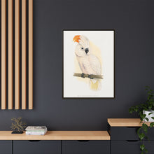 Great Salmon-Crested Cockatoo (CACATUA MOLUCCENSIS) colored wood-engraved plate by Alexander Francis Lydon.