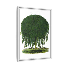 Kilmarnock Weeping Willow tree lithograph. Digitally enhanced from our own original 1900 edition plates of Botanical Specimen published by Rochester Lithographing