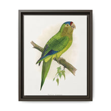 Petz's Conure (Aratinga canicularis) colored wood-engraved plate by Alexander Francis Lydon - NOMADEN ART GALLERY