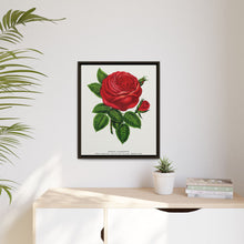 Red rose, General Jacquemont flower lithograph. Digitally enhanced from our own original 1900 edition plates of Botanical Specimen published by Rochester Lithographing