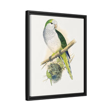 Quaker or Grey-breasted Parrakeet (Myiopsitta monachus) colored wood-engraved plate by Alexander Francis Lydon