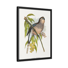 Bourke's Parrakeet (Neopsephotus bourkii) colored wood-engraved plate by Alexander Francis Lydon.