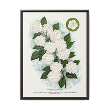 Japanese snowball flower lithograph. Digitally enhanced from our own original 1900 edition plates of Botanical Specimen published by Rochester Lithographing - NOMADEN ART GALLERY