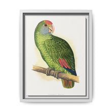 Dufresne's Amazon (Amazona dufresniana) colored wood-engraved plate by Alexander Francis Lydon - NOMADEN ART GALLERY