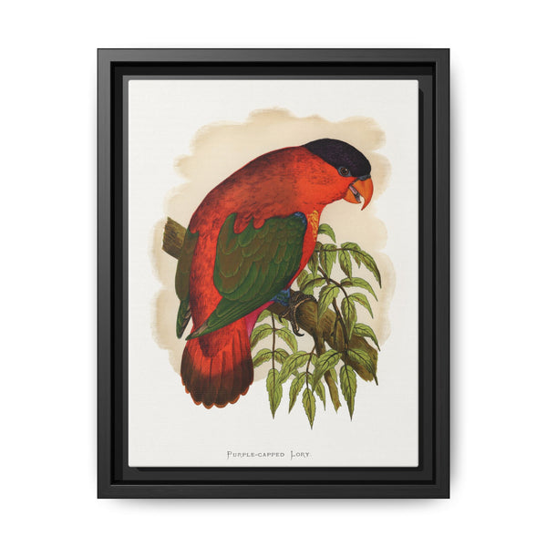 Purple-capped Lory (Lorius domicella) colored wood-engraved plate by Alexander Francis Lydon - NOMADEN ART GALLERY