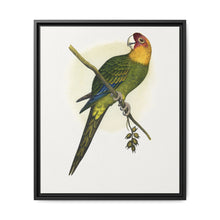 Carolina Parrot (Conuropsis carolinensis) colored wood-engraved plate by Alexander Francis Lydon. - NOMADEN ART GALLERY