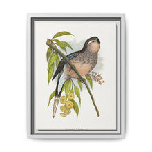 Bourke's Parrakeet (Neopsephotus bourkii) colored wood-engraved plate by Alexander Francis Lydon. - NOMADEN ART GALLERY