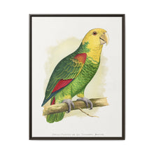 Double-Fronted or Le Vaillant's Amazon (Amazona oratrix) colored wood-engraved plate by Alexander Francis Lydon. - NOMADEN ART GALLERY