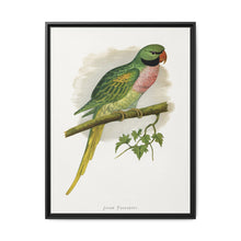 Javan Parrakeet (Psittacula alexandri) colored wood-engraved plate by Alexander Francis Lydon. - NOMADEN ART GALLERY