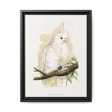 Goffin's Cockatoo (Cacatua goffiniana) colored wood-engraved plate by Alexander Francis Lydon. - NOMADEN ART GALLERY